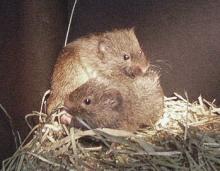 Photo of two prairie voles in a nest made of dried grasses