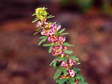 Photo of slender bush clover flowers