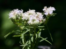 Photo of slender mountain mint flowers
