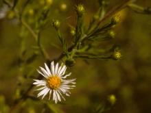 Photo of white heath aster flowers