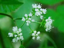 Photo of woolly sweet cicely flower clusters