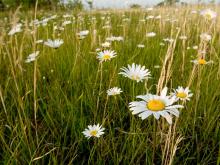Photo of ox-eye daisies in a grassy field