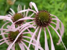 Photo of pale purple coneflower showing white pollen among disk florets