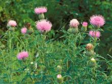 Photo of tall thistle plants with flowers