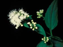 Photo of white snakeroot leaves and flowers
