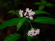 Photo of fourleaf milkweed plant with flower clusters