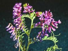 Photo of hairy vetch flower clusters and leaves