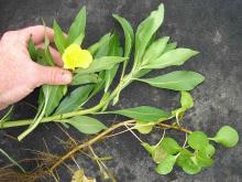 Photo of water primrose plant showing typical roots, leaves, stems, and a flower