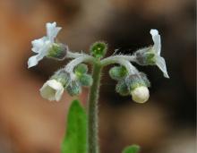 Photo of wild comfrey showing flower cluster
