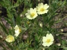 Photo of rough-fruited cinquefoil plant and flowers