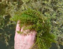 Photo of a clump of hydrilla held in a hand
