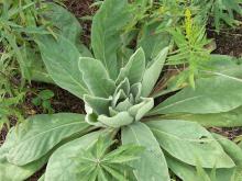 Photo of mullein basal leaves