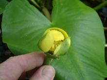 Photo of a spatterdock flower held against a leaf