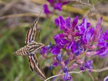 A white-lined sphinx moth sips nectar from a purple locoweed flower