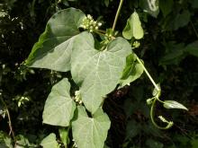 Photo of sand vine, leaves with flower cluster.