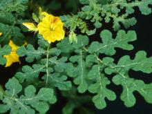 Photo of buffalo bur flower and leaves.