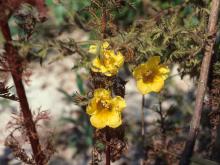 Photo of combleaf yellow false foxglove showing flowers and leaves.