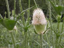 Photo of cut-leaved teasel showing flowerhead and joined, cuplike leaves.