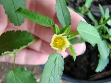 Photo of a potted prickly sida plant showing a flower.