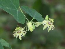 Photo of yellow passionflower flowers.
