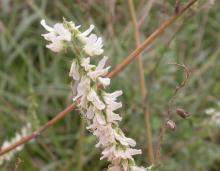 Photo of white sweet clover flower cluster showing stalk and flowers.