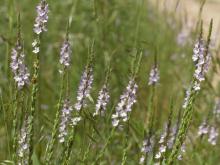 Photo of narrow-leaved vervain plants in bloom.