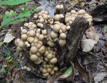 Photo of many crowded pear-shaped puffballs growing on a stump.