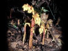 Photo of several pinesap plants showing multiple flowers per stalk.