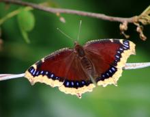 Photo of a mourning cloak butterfly perched on a strand of barbed wire.