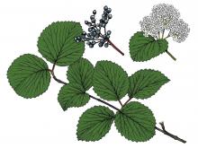 Illustration of arrowwood viburnum leaves, flowers, fruit.