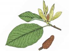 Illustration of cucumber magnolia leaves, flower, fruits.