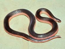 Photo of a western wormsnake on a white background.