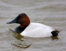 Photo of a male canvasback floating on the water.