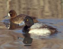 Photo of a pair of greater scaup floating on water.