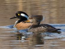 Photo of a hooded merganser pair floating on water.