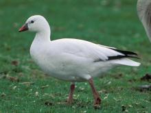 Photo of a Ross's goose walking on grass.