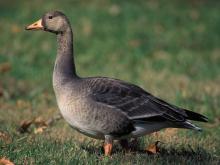 Photo of a white-fronted goose.