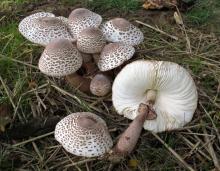 Photo of several reddening lepiota mushrooms, one showing gills and stem ring.