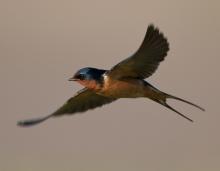 Photo of a barn swallow in flight.
