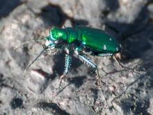 Photo of a six-spotted tiger beetle from the side.