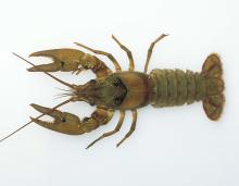 Photo of a spothanded crayfish viewed from above on white background.