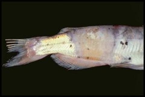 Fish with signs of columnaris