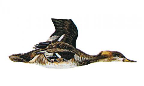 Illustration of hooded merganser hen in flight