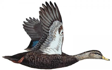 American black duck drake illustration