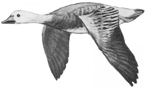 Illustration of blue phase snow goose in flight