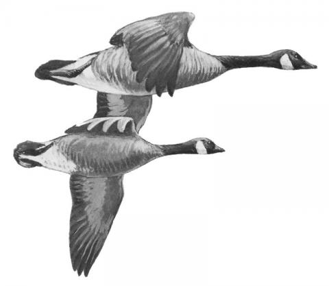 Illustration of two Canada geese in flight