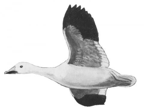 Illustration of snow goose in flight