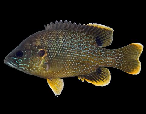 Green sunfish male, side view