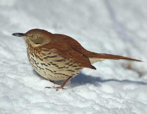Photo of a brown thrasher walking on snow.