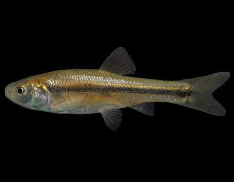 Fathead minnow side view photo with black background